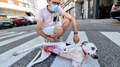 Trampas mortales para perros en Vigo