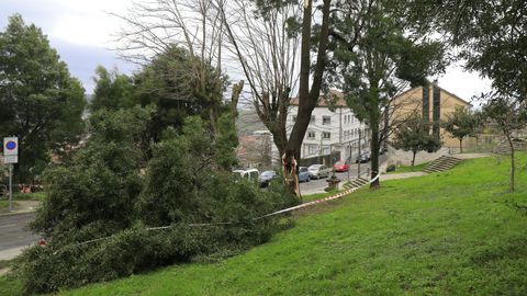 rboles tirados en Santiago