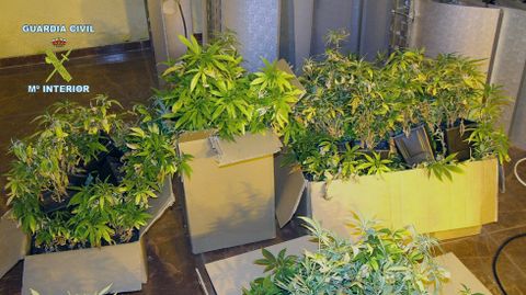 Parte de las 113 plantas localizadas en el chalet de Gij�n que se utilizaba como plantaci�n de marihuana.Parte de las 113 plantas localizadas en el chalet de Gij�n que se utilizaba como plantaci�n de marihuana