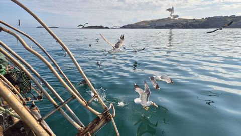 Las gaviotas se pelean por la carnada que se tira al mar.