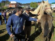 A feira de gando � outro dos atractivos, xuntos �s probas. 