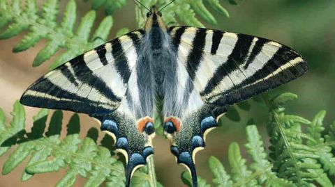 Imagen de portada del libro �Mariposas de Asturias�