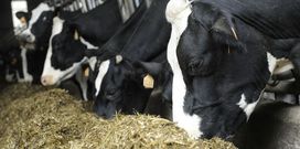 En la zona pueden recibir ayudas unas 700 granjas.