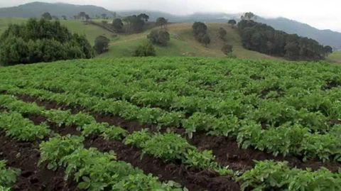 Cultivo de patata