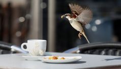 Un pardal emprende o voo tras recoller un anaco de biscoito nunha cafeter�a de Cambados.