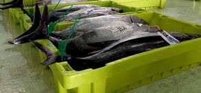 La lonja de A Coru�a subast� sus primeros bonitos la semana pasada: 11.000 kilos. 
