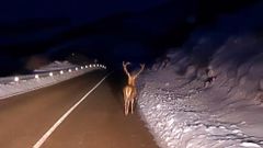 La nieve complica la subsistencia de la fauna salvaje