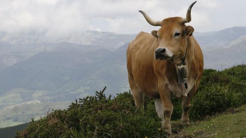 Una vaca en los lagos de Covadonga