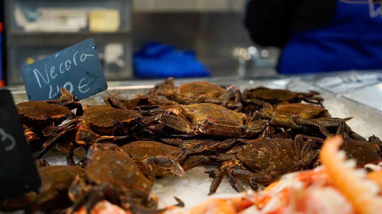 La nécora gallega ya es en lujo porque se pesca poca y se paga como nunca