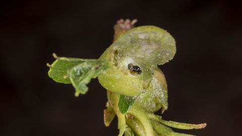 Los insectos adultos (son exclusivamente hembras que se reproducen por partenog�nesis) empiezan a emerger de las agallas entre finales de mayo y finales de julio