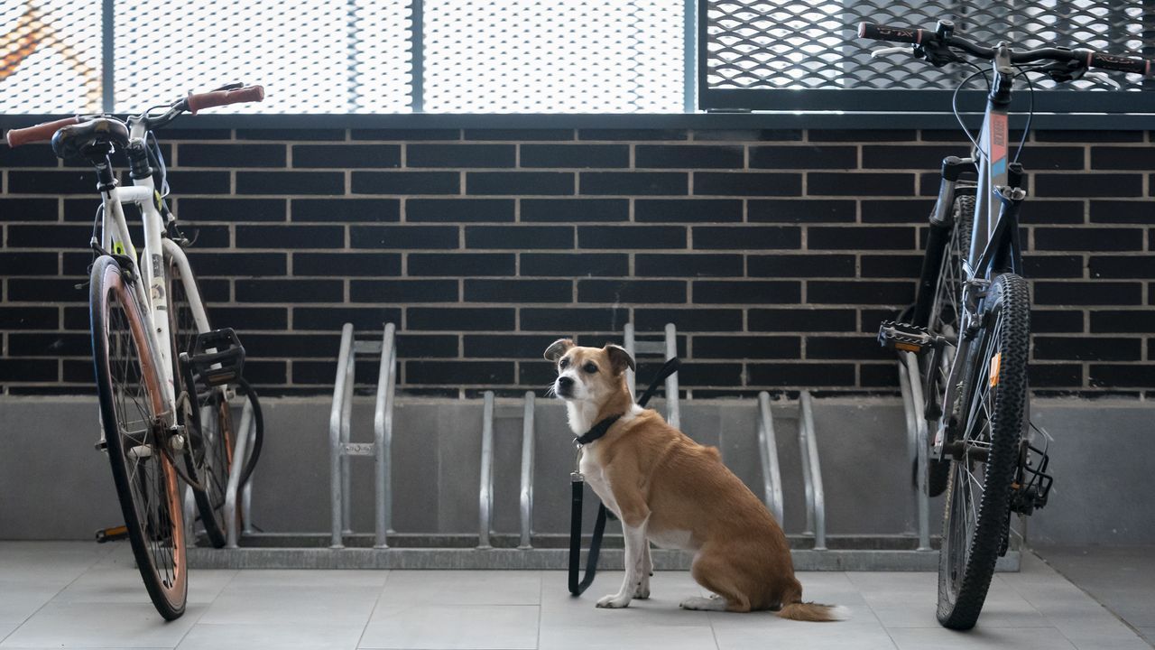 Sí, Te Pueden Multar Con Hasta 10.000 Euros Por Dejar Al Perro Atado A ...