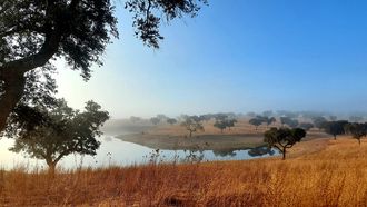 Campo de olivos en Portugal