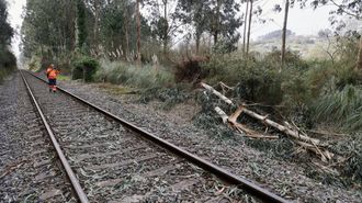 eucalipto.El eucalipt� que arrastr� m�s de cien metros una locomotora en A Barcala, Cambre, el pasado 11 de febrero