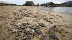 Miles de ejemplares de patexo yacen en la l�nea de marea del arenal de Valdovi�o