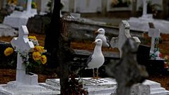 Cementerio de San Amaro