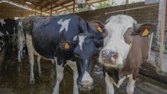 El sector vacuno de leche es importante en el municipio friol�s