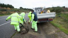 Retirada de un jabal� que muri� atropellado en una carretera de Lugo