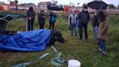 Una movilizaci�n vecinal salva a una� vaca