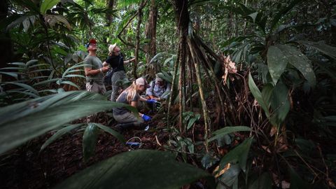 Recopilaci�n de especies en Costa Rica, una de las 150 ubicaciones de todo el mundo escogidas para recopilar los datos gen�micos que entrenaron la IA