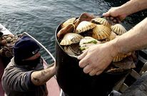 La vieira no ha subido de precio, pero en los d�as claves se aument� el cupo de extracci�n.