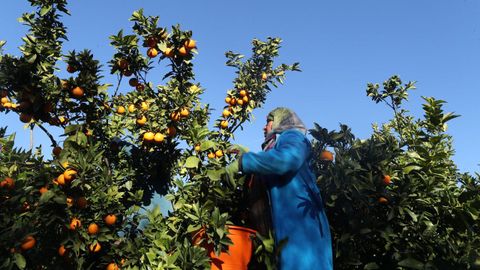 Una mujer recoge naranjas en un campo de Turqu�a en una foto de archivo