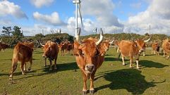 La comunidad de montes de Esteiro tiene medio centenar de vacas cachenas