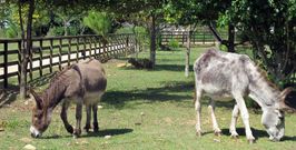 Emilia y Juana constituyen la principal atracci�n del Monte Central y comparten parcela con Il Castrati, que se est� recuperando. 