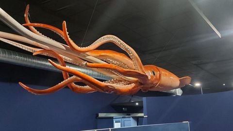 En el Museo del Calamar Gigante de Luarca. Tras ganar un concurso pblico, Signo Creaciones fabric una maqueta lo ms realista posible. De unos diez metros de longitud, tiene todos los detalles (manto, cabeza, tentculos y mazas) y da la bienvenida a los visitantes del museo asturiano