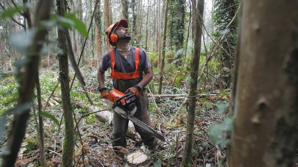 Un operario forestal trabaja en una plantaci�n de eucaliptos en Ortigueira, en una imagen de archivo