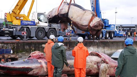 Despiezan la ballena varada en Oza desde el s&aacute;bado para proceder a su retirada