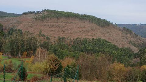 Foto de la tala de eucaliptos en una finca de las Fragas adquirida por la Xunta, facilitada por�la delegaci�n territorial de Ferrol