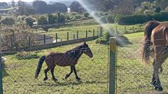 Agentes de la Polic�a Local de Foz y de la Guardia Civil guiaron al caballo que irrumpi� en la N-642 hasta un terreno donde hay otros equinos