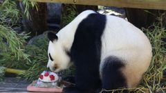 Imagen de un oso panda.