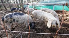 La comunidad de montes de Carballo (Friol) cra porco celta en extensivo desde hace aos
