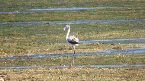 Uno de los flamencos que ha escogido Sanxenxo para pasar el otoo en la ra de Arousa