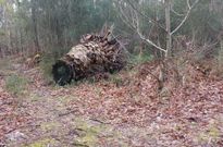 El tronco est� depositado entre la maleza en Curr�s y el Concello investiga qui�n lo dej� all�. 