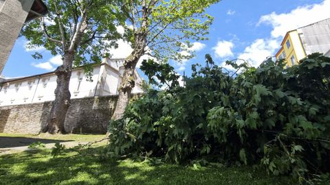 Poda de �rboles junto al Centro de Artesan�a de Lugo