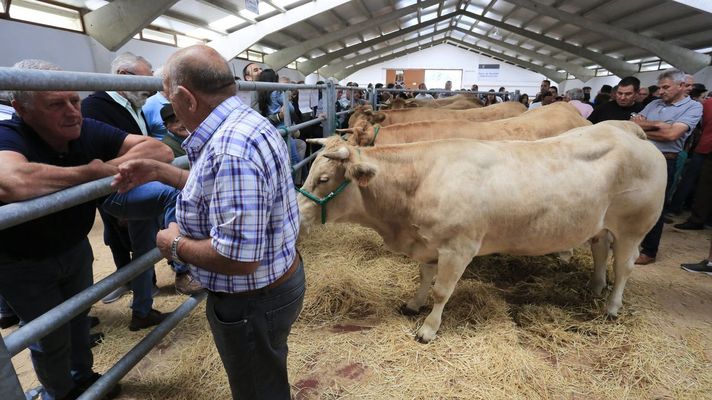 Ejemplares en la subasta que Acruga realiz� el a�o pasado en Pedrafita do Cebreiro.