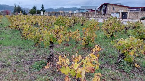 Vides en otoo en el Camino Francs entre Cacabelos y Villafranca, junto al centro del consejo regulador de vino del Bierzo