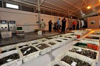 La cofrad�a subasta en la actualidad en la nave vac�a del Mercado por obras en Curuxeiras. 