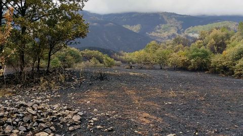 Estado en el que quedaron los montes de Dega�a tras los incendios.Estado en el que quedaron los montes de Dega�a tras los incendios