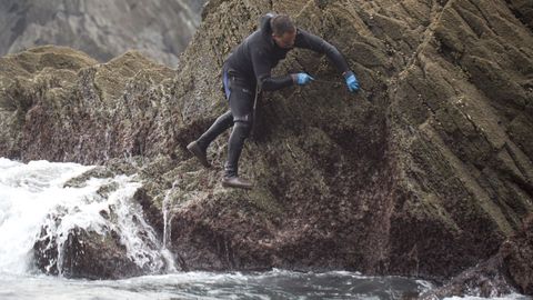 Un percebeiro en plena faena, en la costa de Cedeira, en una imagen de archivo