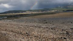 Marisco muerto en la playa de Testal, Noia
