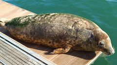 Aparece una foca en el puerto de Oza, en A Corua