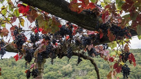 Racimos y hojas en un emparrado de Chantada 