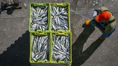 Descarga de sardina en el puerto de Ribeira