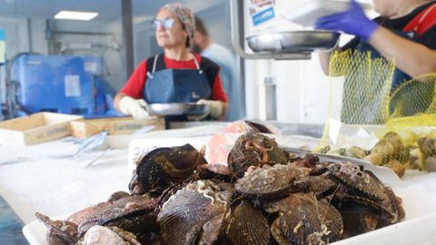 Zamburiña a la venta en la pescadería de la lonja de Ferrol. 