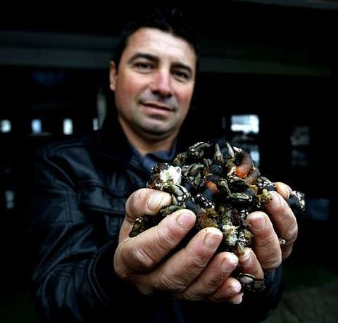 Jos� Luis Pi�eiro muestra los percebes que recoge en las rocas.