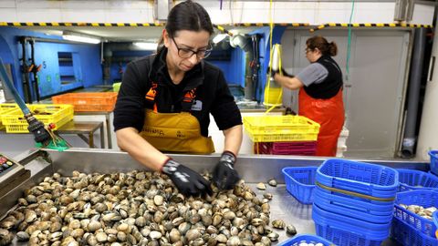 En O Percebeiro preparan el marisco para enviara todo el país y también a otros países europeos