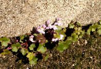 Cymbalaria muralis (Sar)